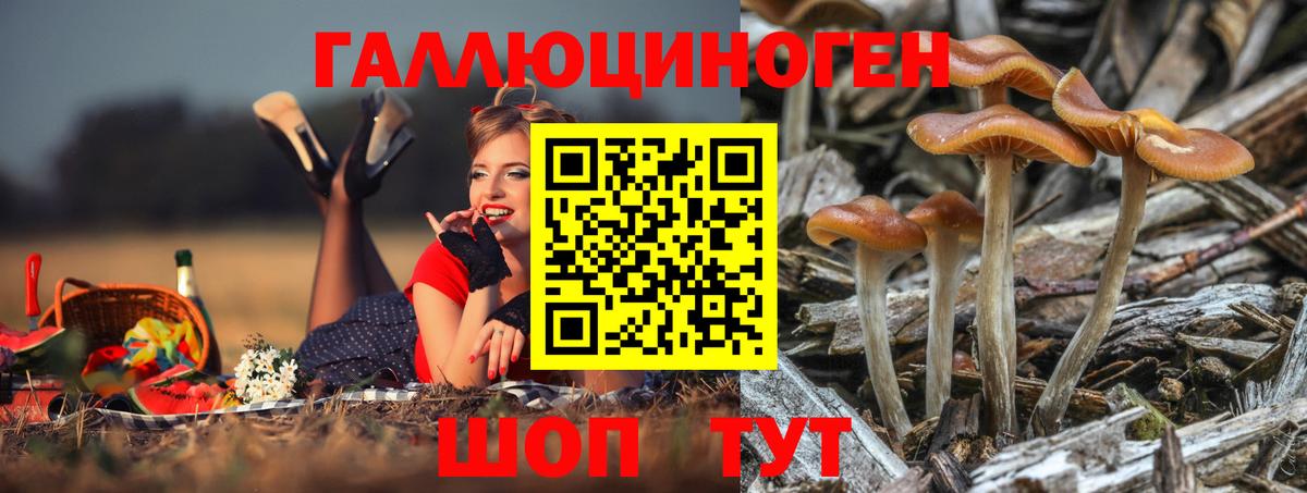 Галлюциногенные грибы Psilocybe Новомосковск