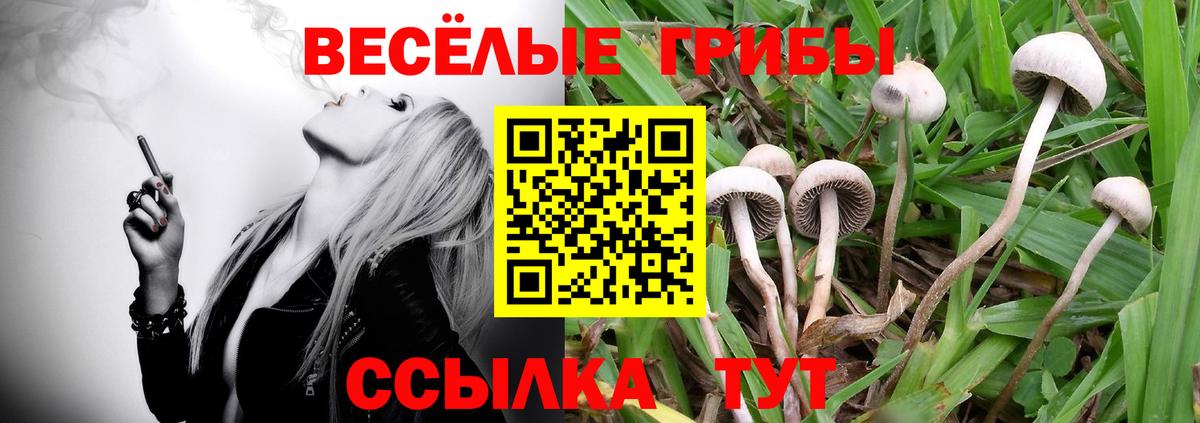 Новомосковск  Галлюциногенные грибы мицелий  Вход с VPN  Галлюциногенные грибы прущие грибы 